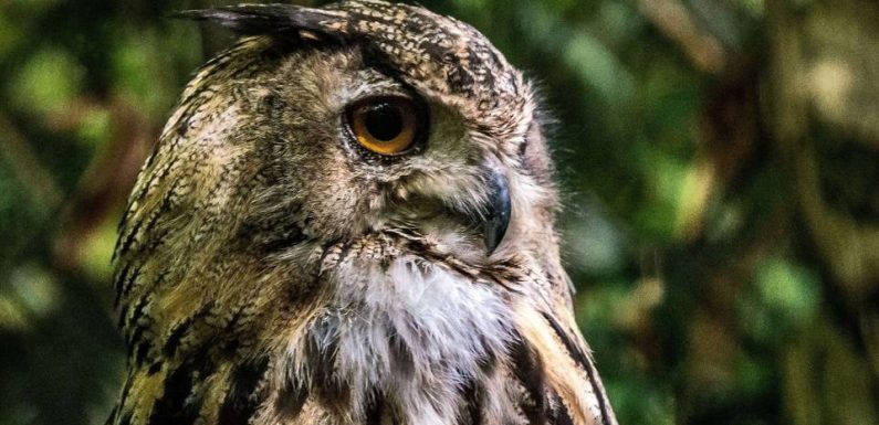 Etats-Unis : Une famille découvre un hibou… caché dans son sapin de noël