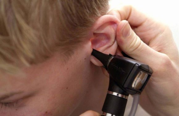 Oreilles: Des fossiles révèlent comment elles sont nées