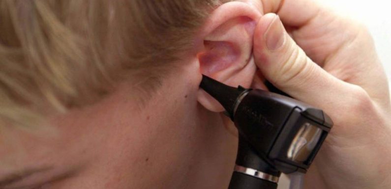 Oreilles: Des fossiles révèlent comment elles sont nées