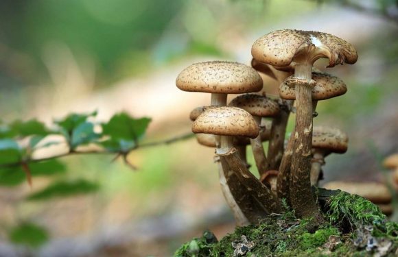 VIDEO. Une première étude chiffre les intoxications aux champignons en France