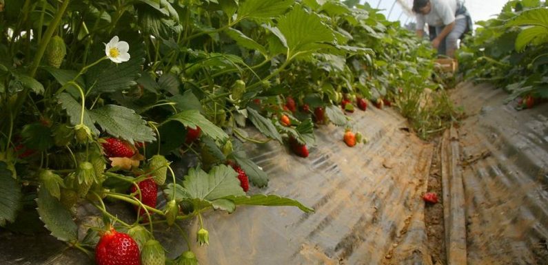Bretagne: Les fraises de Plougastel veulent une IGP pour se protéger