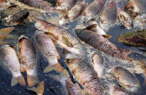 Barcelone : L’incendie d’une usine provoque la mort de poissons