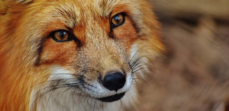 PODCAST. « Minute Papillon ! Animal » : Les renards bien cachés dans la métropole parisienne