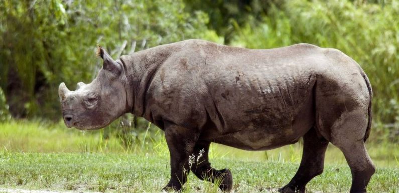 Tanzanie : Fausta, la doyenne des rhinocéros noirs, est morte