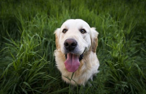 Royaume-Uni : Chiens et chats accompagnent les Britanniques dans les bureaux de votes