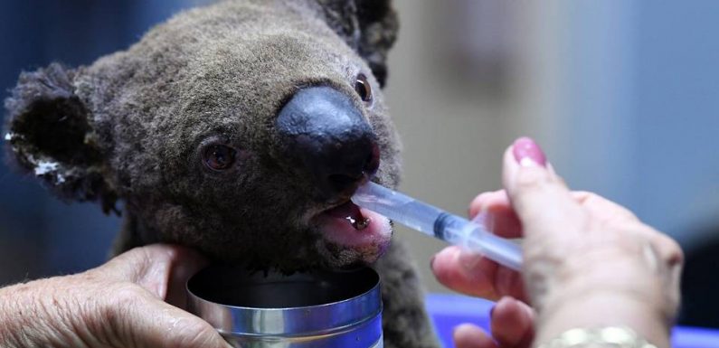 VIDEO. Les feux en Australie, responsables de la disparition d’un tiers des koalas ? Pourquoi cette affirmation est incomplète