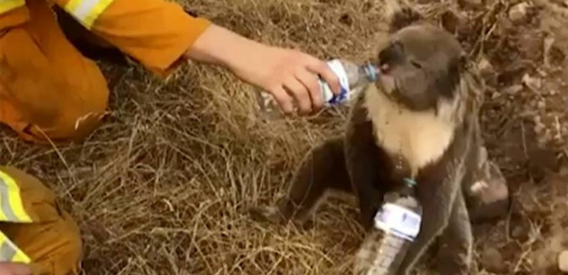 Australie : « Les animaux mignons comme les koalas peuvent être une formidable vitrine pour amener à l’écologie »