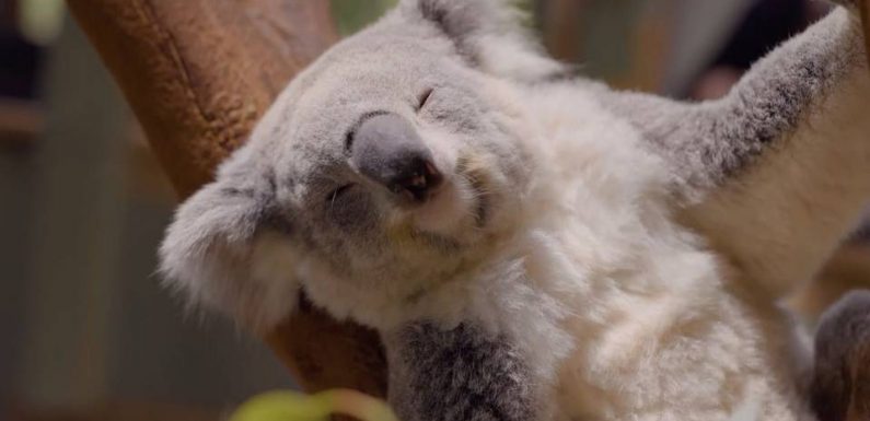 Australie : Les koalas plus que jamais menacés par les incendies