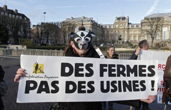 Ferme « des 1.000 vaches » : Des pénalités pour le site qui avait dépassé le seuil légal de bovins