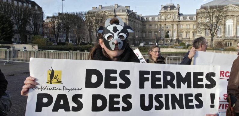 Ferme « des 1.000 vaches » : Des pénalités pour le site qui avait dépassé le seuil légal de bovins