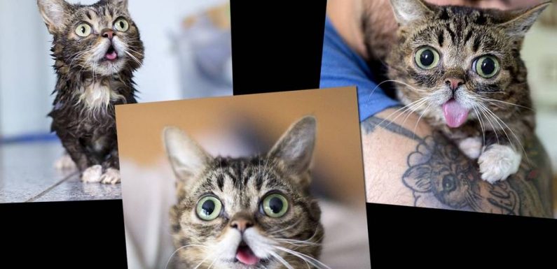 « Lil Bub » : Le chat à la langue pendante, adoré des internautes, est décédé