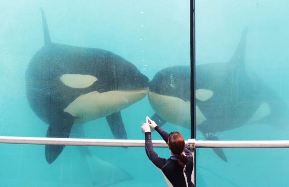 Marineland d’Antibes : Les quatre orques bientôt transférées en Chine ? Le parc dément