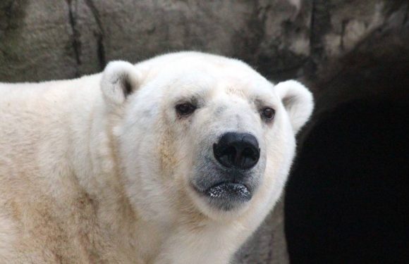 Réchauffement climatique : 56 ours blancs aux abords d’un village russe