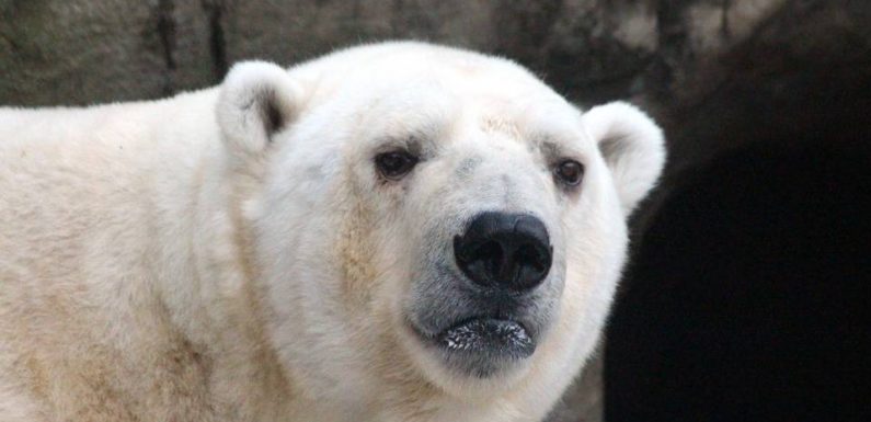 Réchauffement climatique : 56 ours blancs aux abords d’un village russe