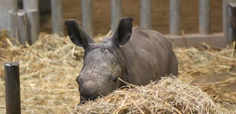 VIDEO. Belgique : Naissance d’un rhinocéros blanc, espèce protégée, à Pairi Daiza
