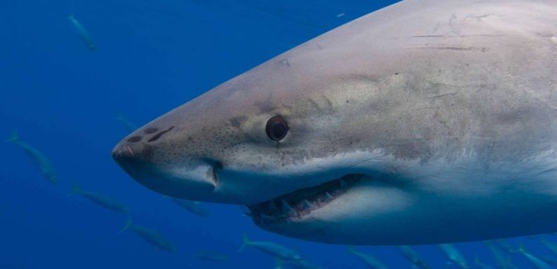 Les infos immanquables du jour : Attaque de requin, menaces sur Internet et grosse boulette espagnole