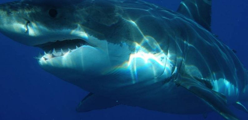 Seychelles : Une touriste française blessée par un requin