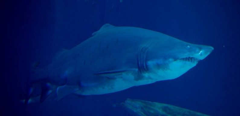 La Réunion : Des restes humains retrouvés dans l’estomac d’un requin-tigre