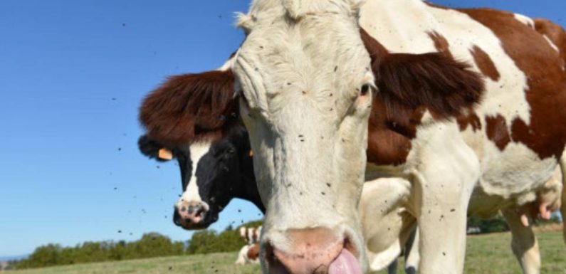 Les infos immanquables du jour : Vache folle, huîtres charnues et abominable Secret Santa