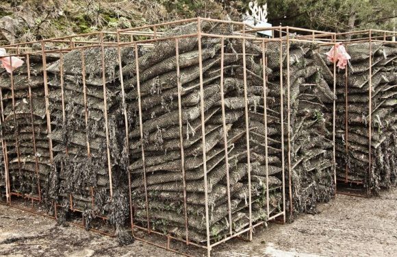 Charente-Maritime : Près de 25 tonnes d’huîtres volées cette année, quatre fois plus qu’en 2018