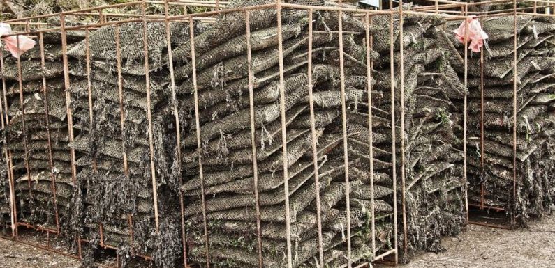 Charente-Maritime : Près de 25 tonnes d’huîtres volées cette année, quatre fois plus qu’en 2018