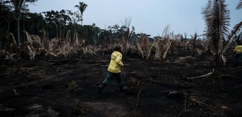 Au bord du précipice, la forêt amazonienne pourrait se transformer en savane, selon deux experts