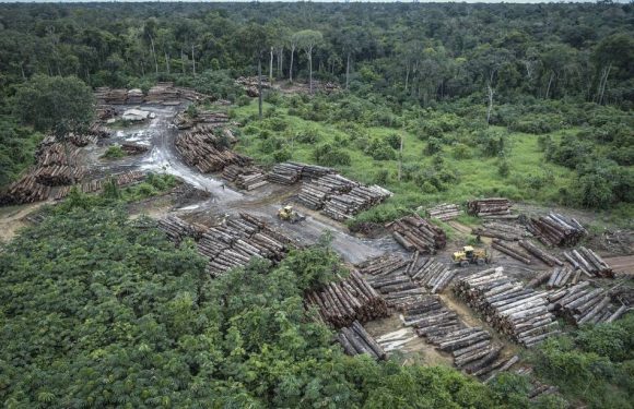 Brésil : La déforestation en Amazonie s’accélère encore et encore