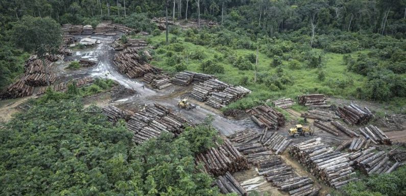 Brésil : La déforestation en Amazonie s’accélère encore et encore