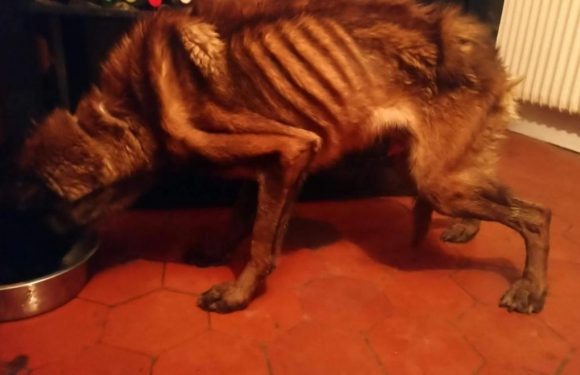 Chiens abandonnés sans nourriture : la SPA porte plainte