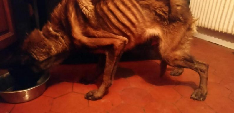 Chiens abandonnés sans nourriture : la SPA porte plainte