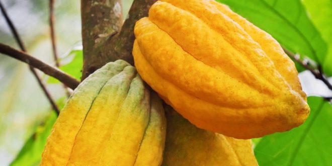 Côte d’Ivoire : bientôt l’électricité à partir du palmier et du cacao