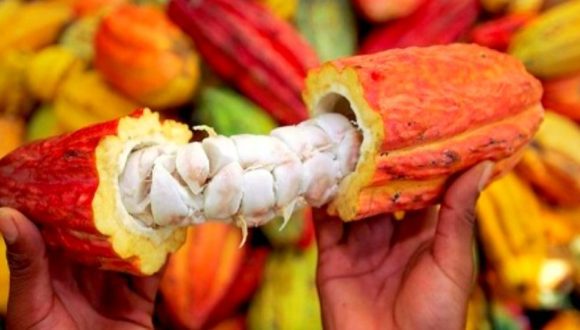 Café et cacao, des solutions pour une longue vie selon une étude