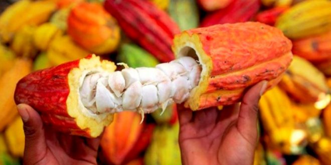 Café et cacao, des solutions pour une longue vie selon une étude