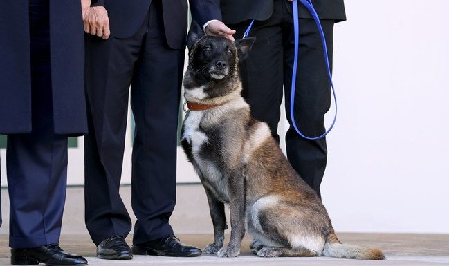 Conan, the Gender-Fluid Hero Dog