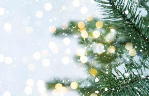 Nos sapins de Noël sont aussi victimes du réchauffement climatique