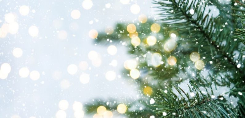 Nos sapins de Noël sont aussi victimes du réchauffement climatique