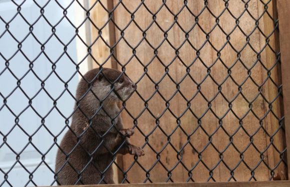 De plus en plus d’animaux sauvages sont victimes d’un trafic ignoble sur les réseaux sociaux