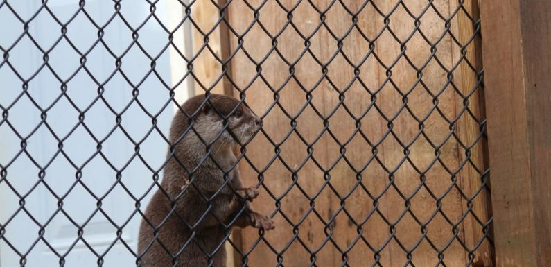 De plus en plus d’animaux sauvages sont victimes d’un trafic ignoble sur les réseaux sociaux
