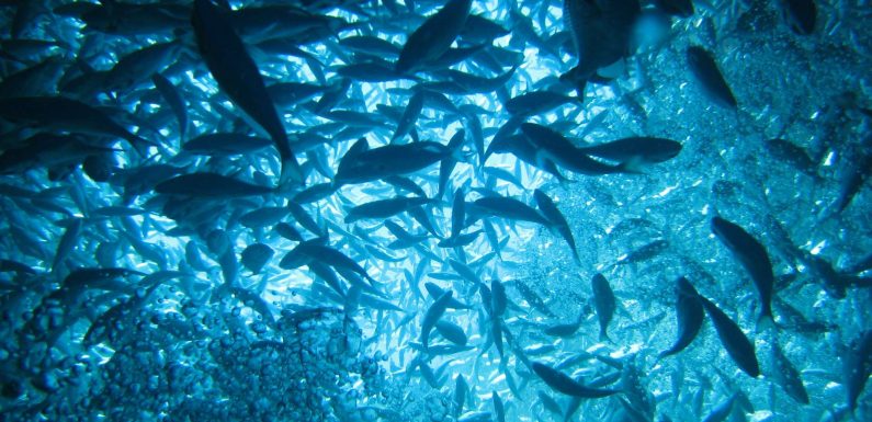 L’océan a la capacité de fournir six fois plus de nourriture qu’actuellement