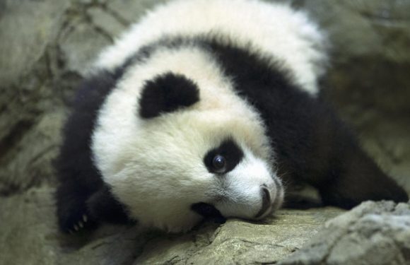 Bei Bei the giant panda leaving the National Zoo for China