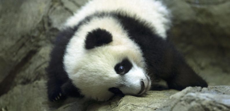 Bei Bei the giant panda leaving the National Zoo for China