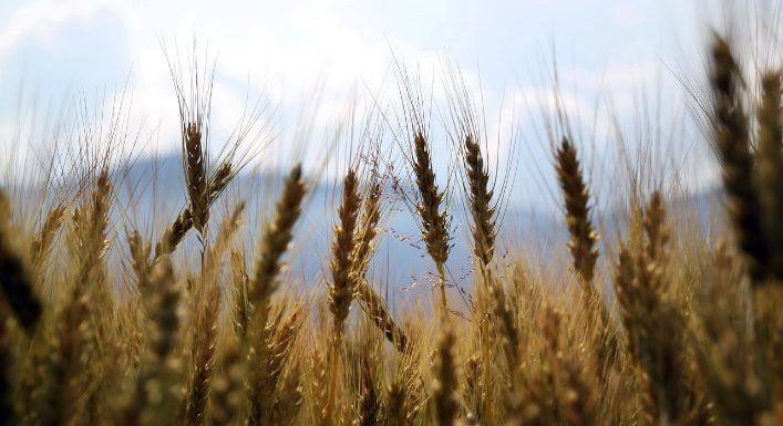 [Science] À grande échelle, l’agriculture 100 % bio augmenterait les émissions de CO2