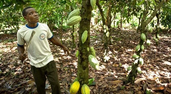 Togo : la filière café, cacao de Kloto nourrit plus de 50% de ses habitants
