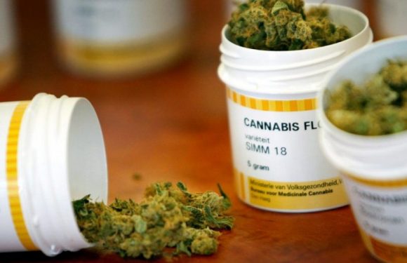 Zambie : l’utilisation médicinale du cannabis autorisée
