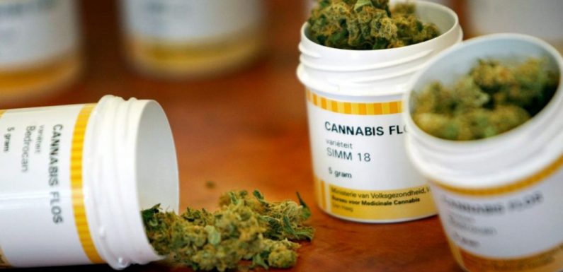 Zambie : l’utilisation médicinale du cannabis autorisée