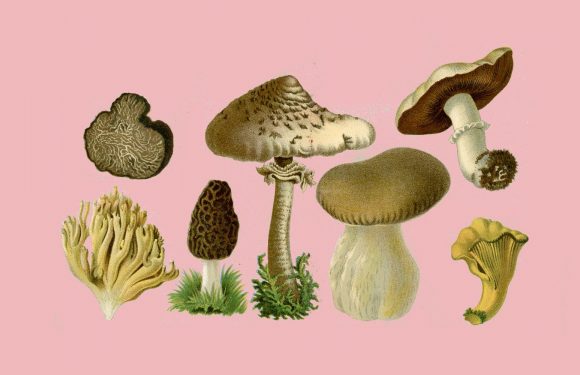 Les bienfaits des champignons sur la santé