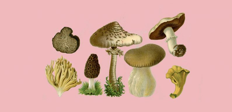 Les bienfaits des champignons sur la santé