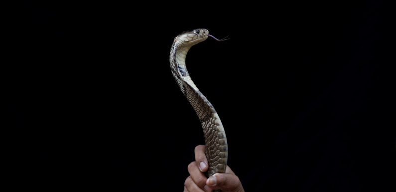 Alerte aux cobras dans les résidences de Jakarta