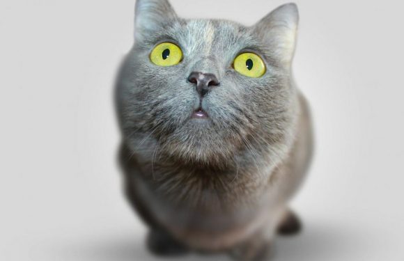 TEST. Savez-vous murmurer à l&rsquo;oreille des chats ?