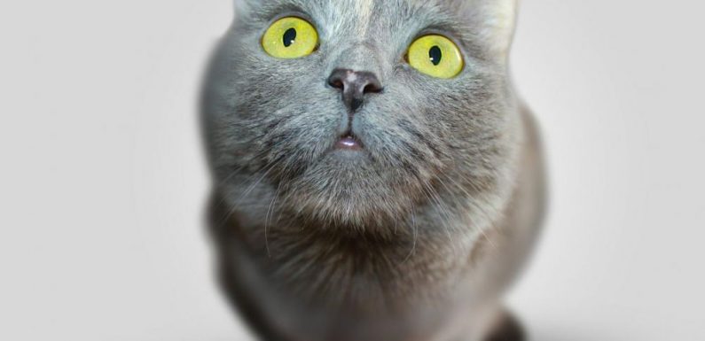 TEST. Savez-vous murmurer à l&rsquo;oreille des chats ?